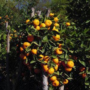 Citrus reticulata 'Gremoy8' 