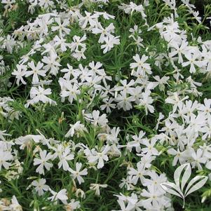 Phlox subulata 'White' 