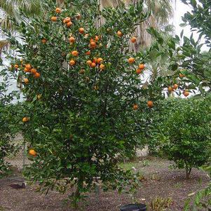 Citrus reticulata 'Gremoy47' 