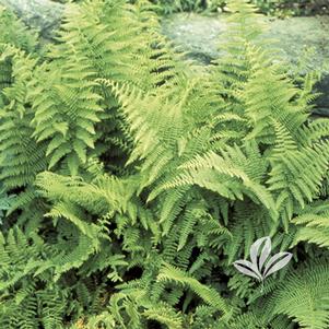 Dennstaedtia punctilobula 