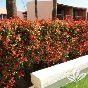 Photinia x fraseri 