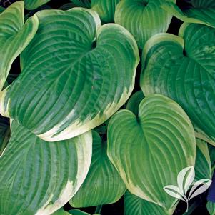 Hosta 'Fragrant Bouquet' 