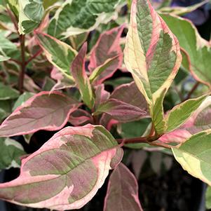 Cornus alba 'Staltouch' 