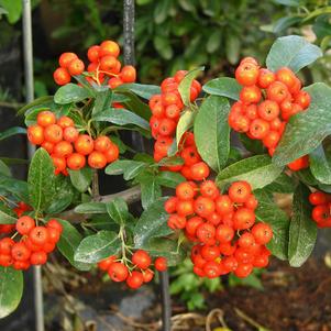 Pyracantha x 'Mohave' 