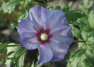 Hibiscus syriacus 'DVPazurri' 