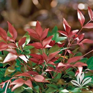 Nandina domestica 'SEIKA' 