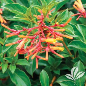 Hamelia patens 'Compact' 