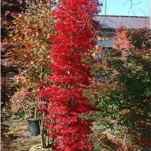 Acer palmatum 'Tsukasa Silhouette' 
