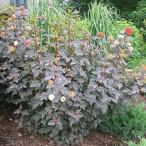 Physocarpus opulifolius 'Monlo' 