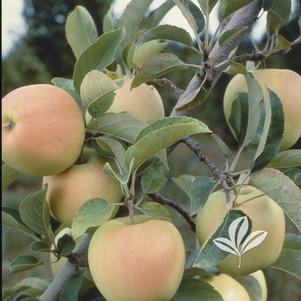 Malus 'Yellow Delicious' 