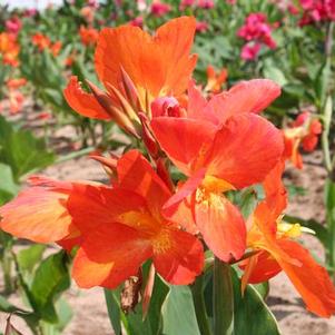 Canna 'Orange Punch' 