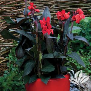 Canna x generalis 'Tropical Bronze Scarlet' 