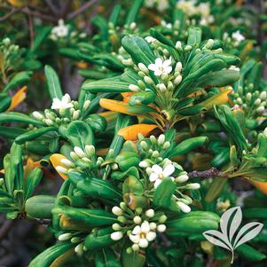 Pittosporum tobira 