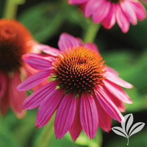 Echinacea purpurea 'PAS702917' 