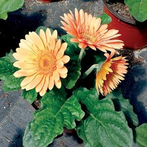 Gerbera jamesonii 'Champagne' 