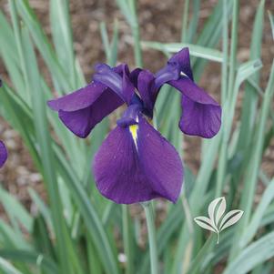 Iris ensata 'Variegata' 