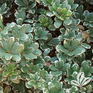 Pittosporum tobira 'Variegata' 