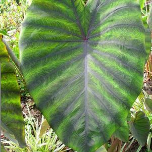 Colocasia esculenta 'Madeira' 