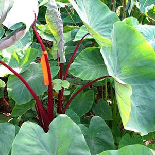 Colocasia esculenta 'Sangria' 