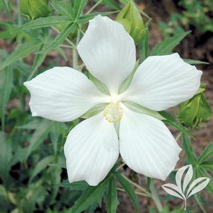 Hibiscus coccineus 'Alba' 