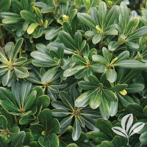 Pittosporum tobira 'Wheelers Dwarf' 