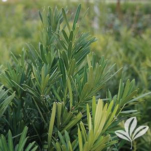 Podocarpus macrophyllus 'Maki' 