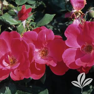Rosa 'Radrazz' 