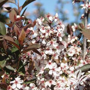 Prunus x cistena 