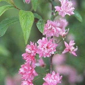 Prunus glandulosa 'Rosea' 