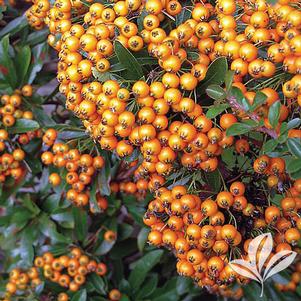 Pyracantha x 'Gnozam' 