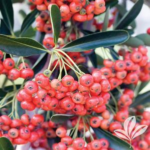 Pyracantha koidzumii 'Victory' 