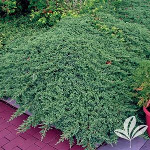 Juniperus procumbens 'Greenmound' 