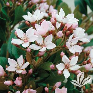 Rhaphiolepis umbellata 'Conor' 