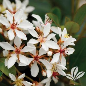 Rhaphiolepis indica 'Snow White' 