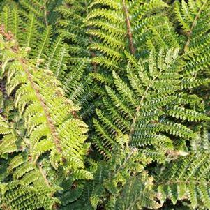 Polystichum polyblepharum 