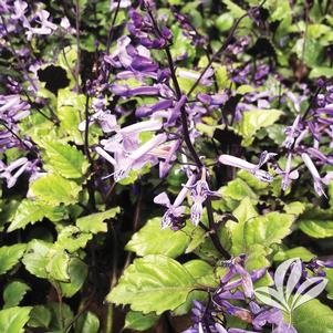 Plectranthus hybridus 'Plepalila' 