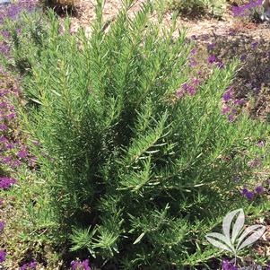 Rosmarinus officinalis 'Tuscan Blue' 