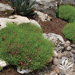 Scutellaria suffrutescens 'Pink' 