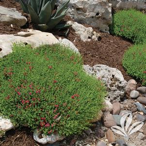 Scutellaria suffrutescens 'Pink' 