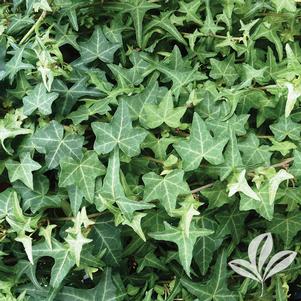 Hedera helix 'Thorndale' 