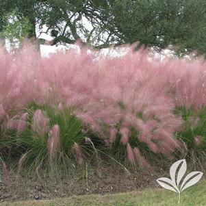 Muhlenbergia capillaris 