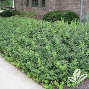 Rhus aromatica 'Gro-Low' 