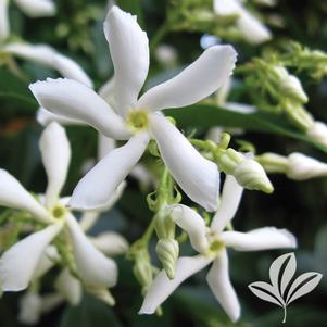 Trachelospermum jasminoides 