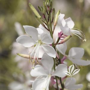 Gaura lindheimeri 'White' 