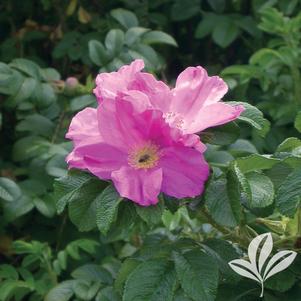 Rosa 'Rugosa' 