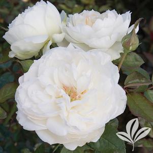 Rosa 'MEIcoublan' 