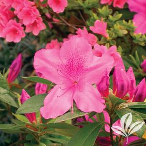 Rhododendron indica 'Formosa' 