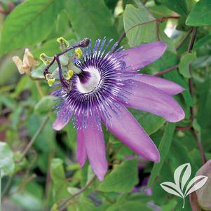 Passiflora x alato 'Lavender Lady' 