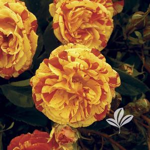Rosa 'Macoranlem' 