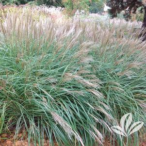 Miscanthus sinensis 'Little Kitten' 